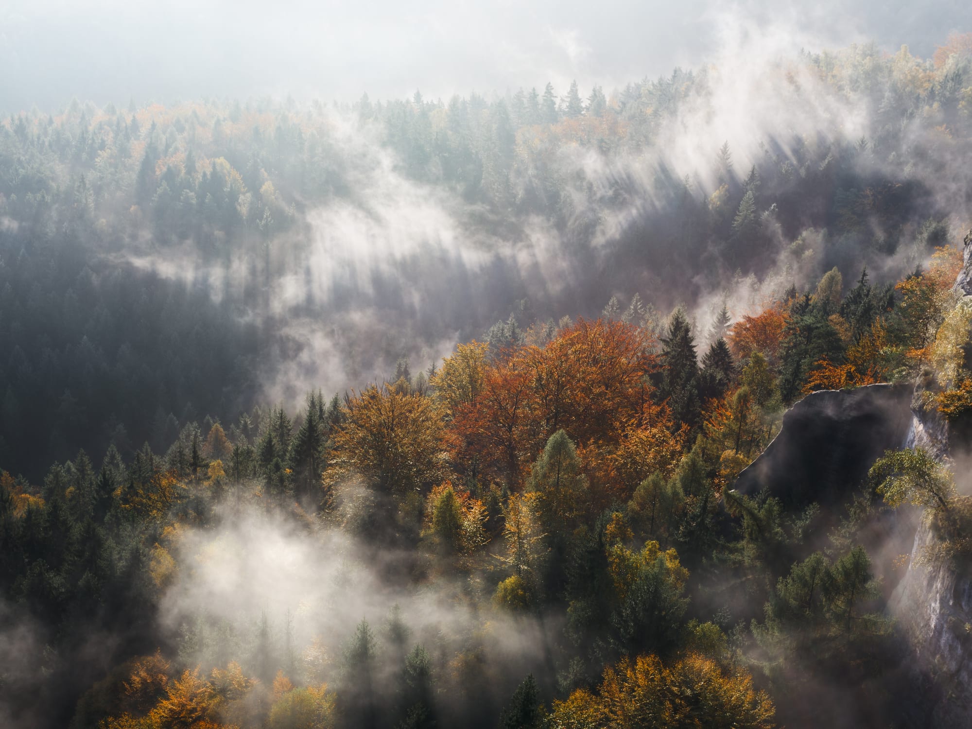 „Bunt sind schon die Wälder"